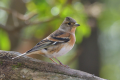アトリ♀