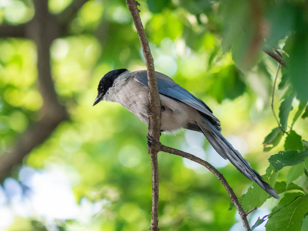 夏っぽい（実際暑い）