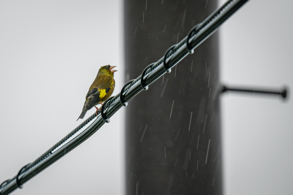 Weeping in the rain