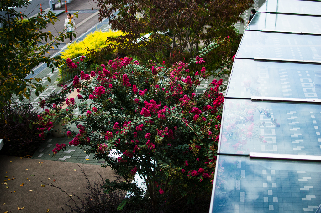 CCDセンサー的百日紅