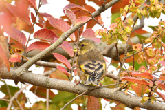 食欲の秋
