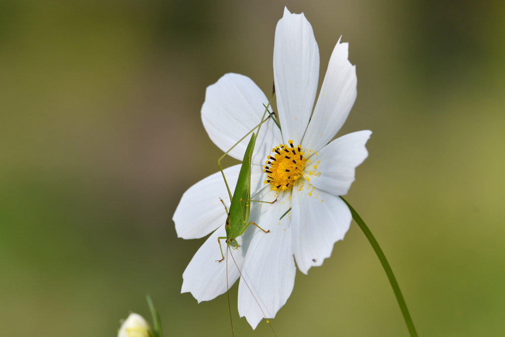 秋の虫（ですよね？）