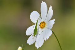 秋の虫（ですよね？）