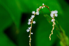 今日の花　その２