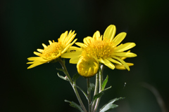 現代のレンズで撮りました２