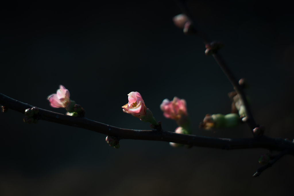 浮世の伊達や　木瓜の華