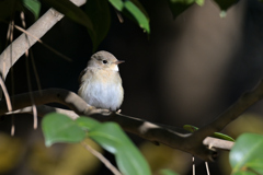 ニシオジロビタキ