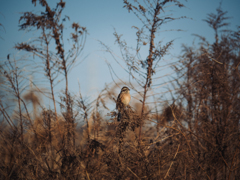 谷戸の夜明けは遅く
