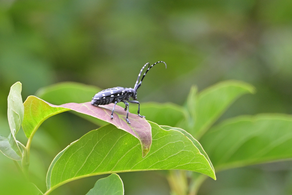 ゴマダラカミキリ