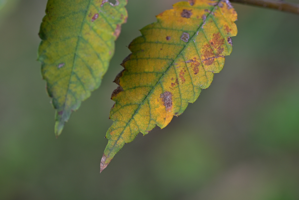 晩秋のキリトリ