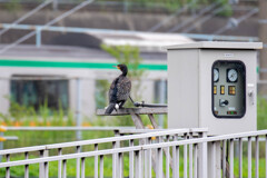 現代の『人里』