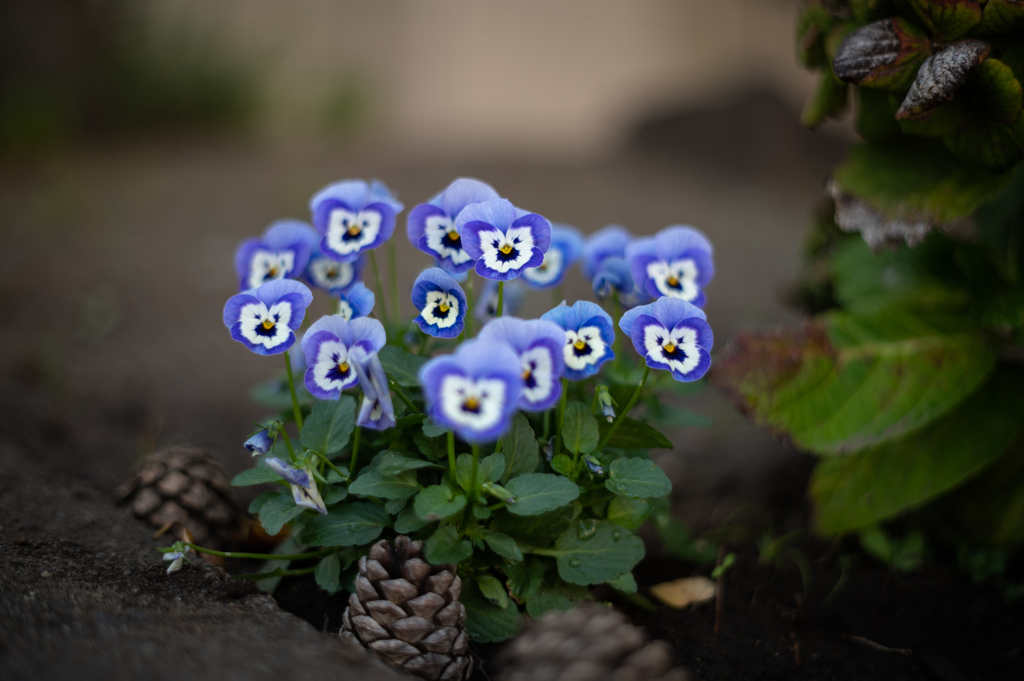 おじ様方の集い