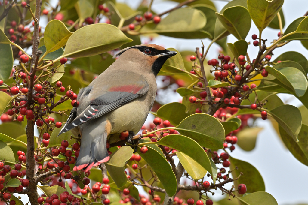 なぜか１羽だけ