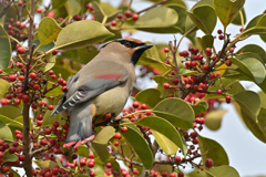 なぜか１羽だけ