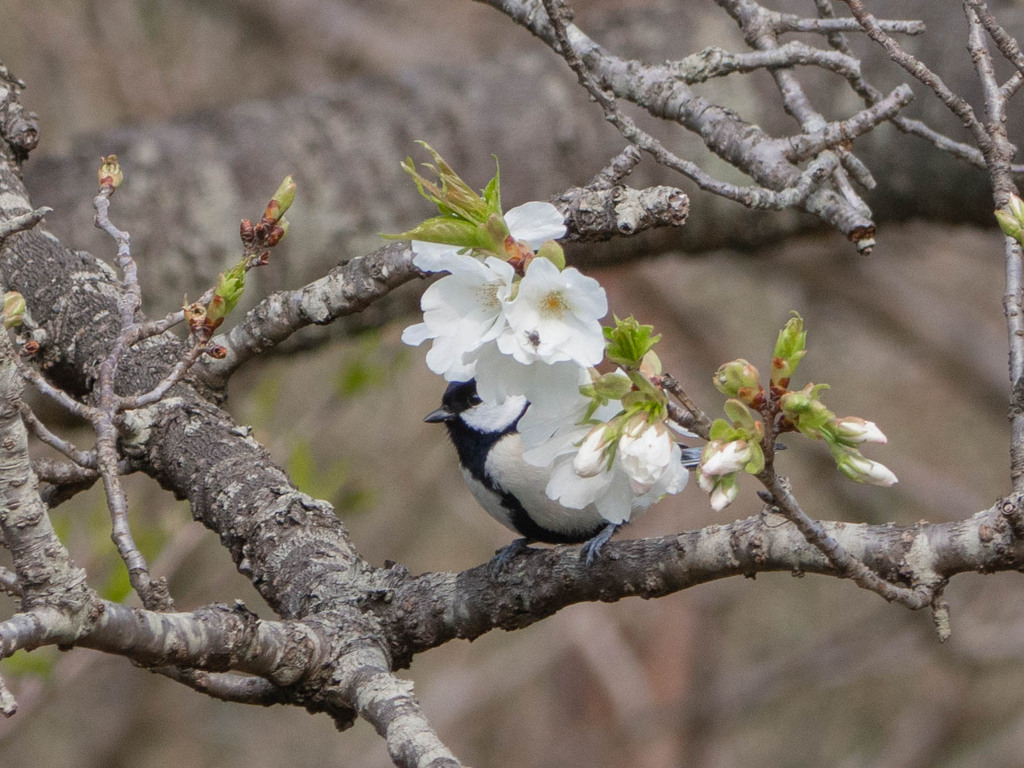 桜と私…って、なんでハエが (T_T)