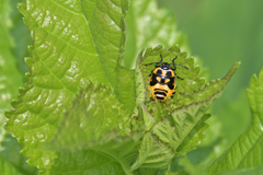 ナガメ（幼虫）