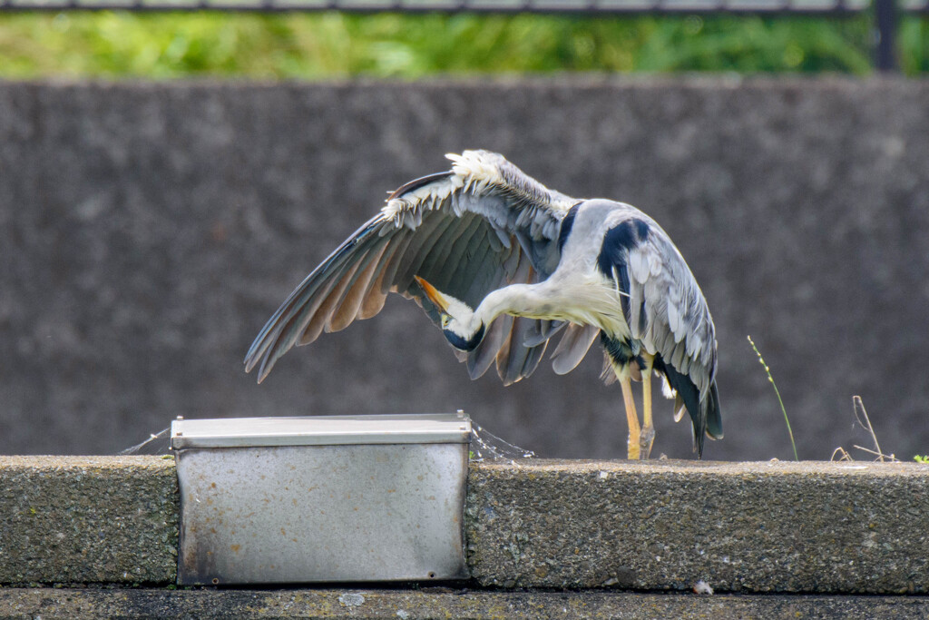 頸椎の柔軟性がスゴい…