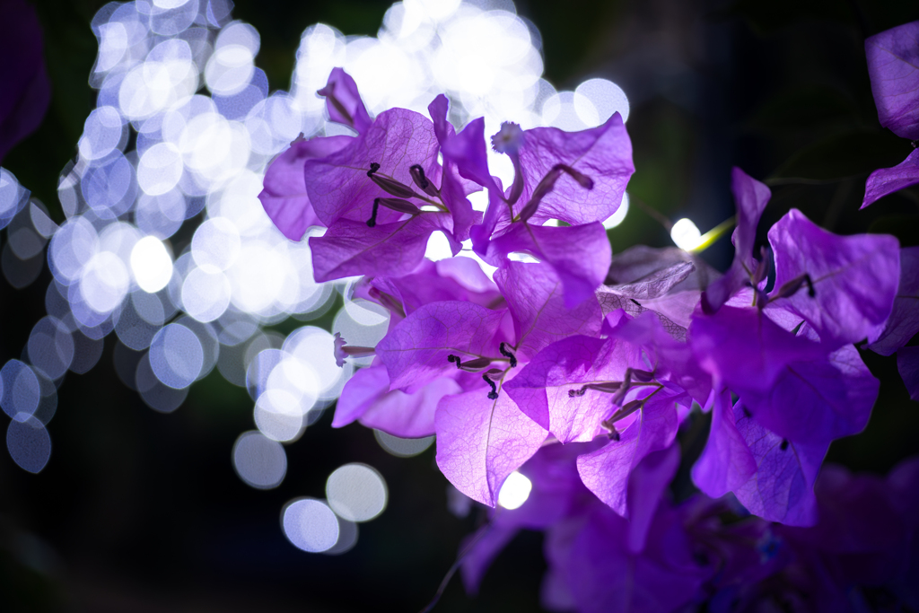 真夏の夜の植物園２