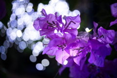 真夏の夜の植物園２