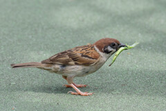 野趣溢れるスズメ
