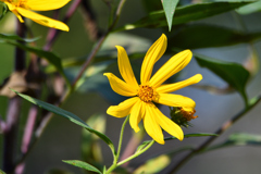 これは秋っぽい…？