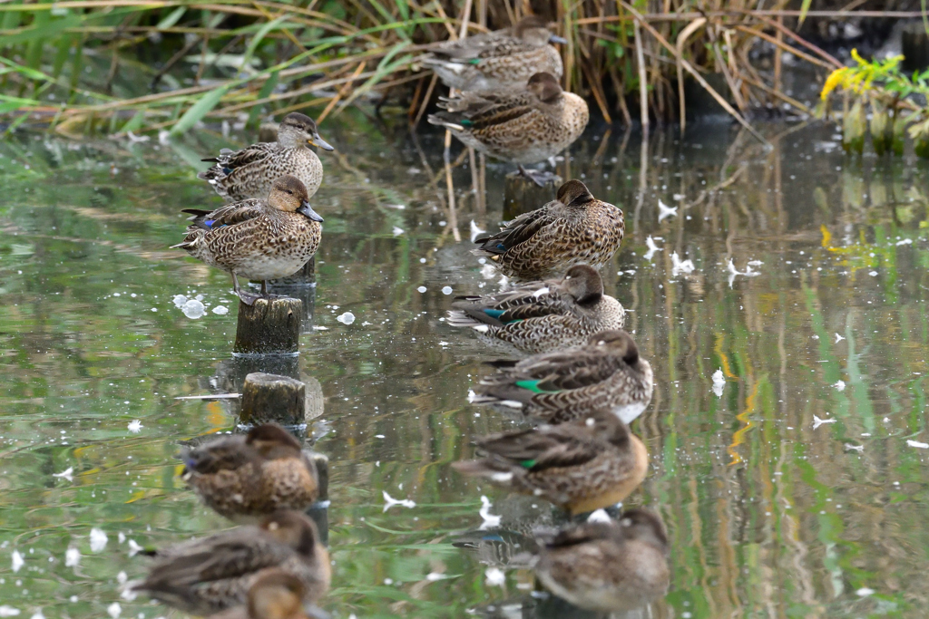 帰って来たコガモ軍団