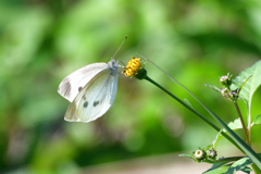 秋の紋白蝶