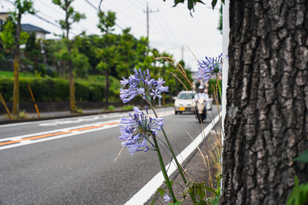 アガパンサス咲く