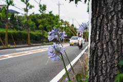 アガパンサス咲く
