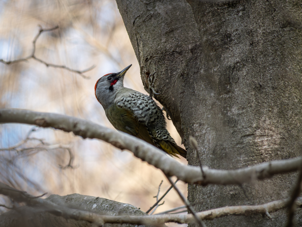 KNOCKIN' ON YOUR DOOR