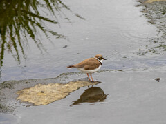 微妙な水鏡（曇ってたからね）
