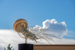 クラゲ推し クラゲ推し