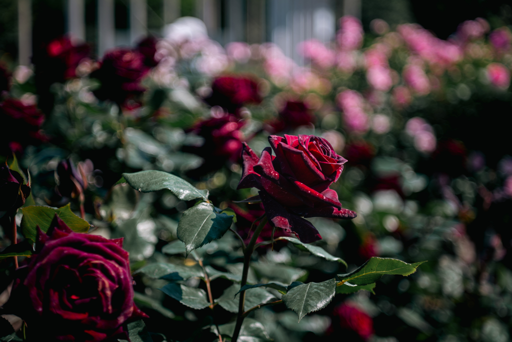 The Rose