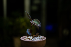 真夏の夜の植物園３