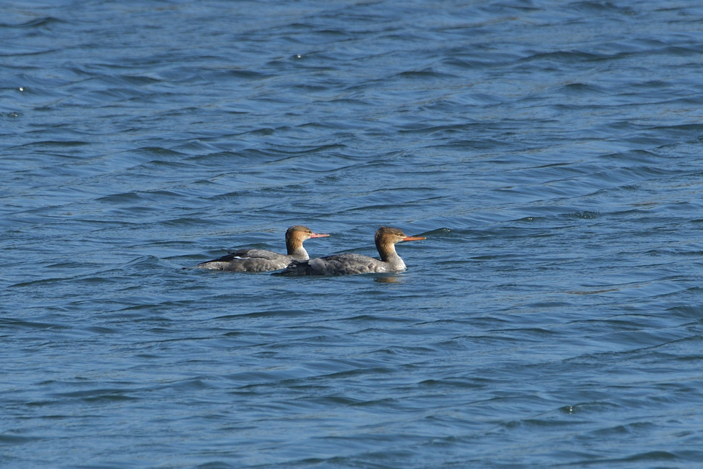 ウミアイサの若鳥