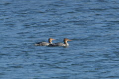 ウミアイサの若鳥
