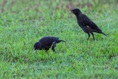 ハッカチョウの子供達