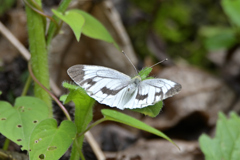 ヤマトスジグロシロチョウ♀夏型