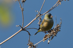 オオカワラヒワ