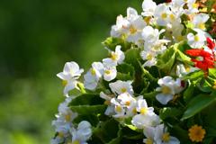 花壇の一角（公園の）