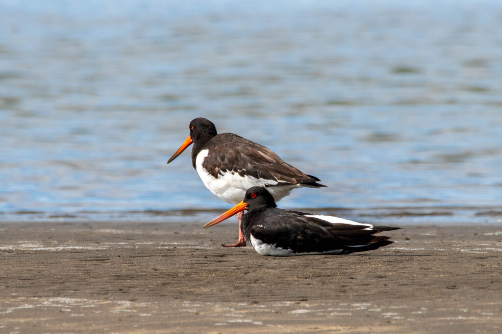ミヤコドリ的、様々な距離感