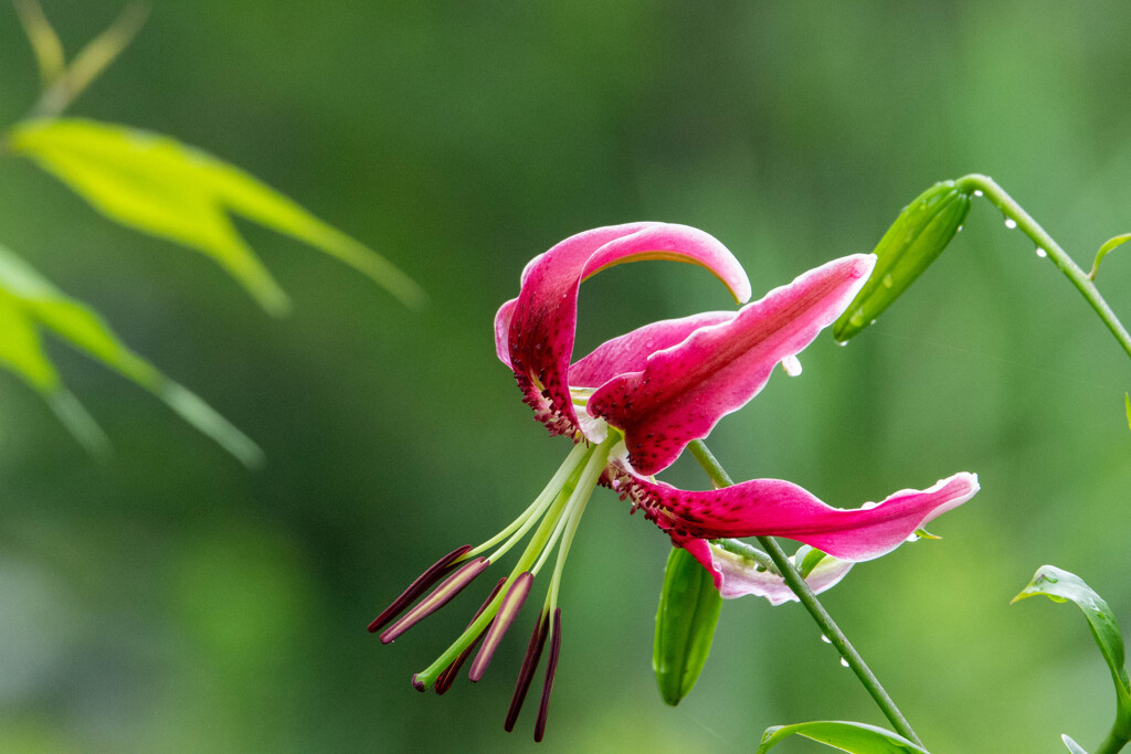 今日の花