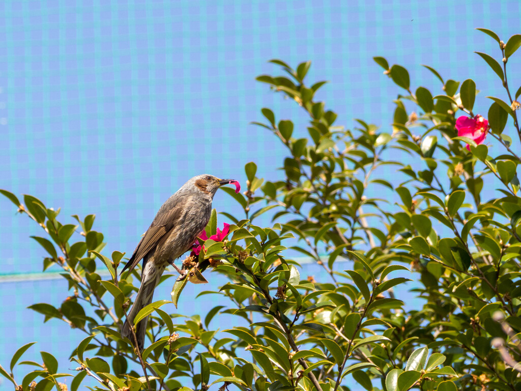 クチバシに花びら
