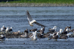 ウミネコ　わちゃわちゃ