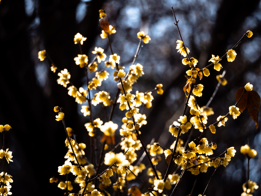 黄金の花