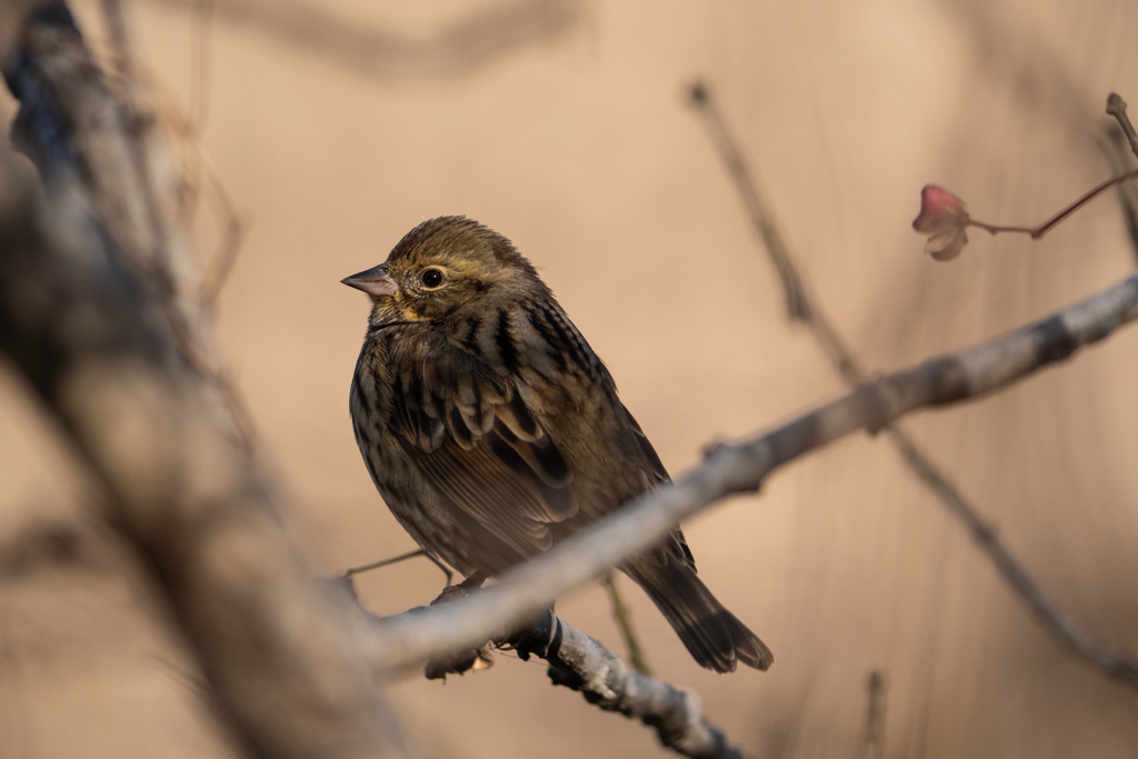 マユミを添えて
