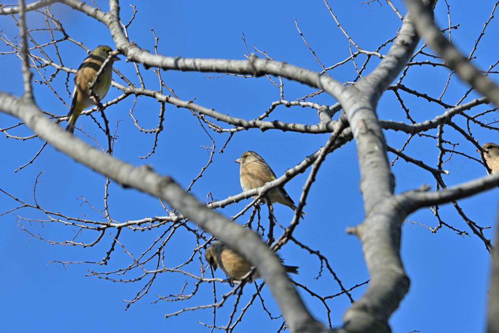 オオカワラヒワたち