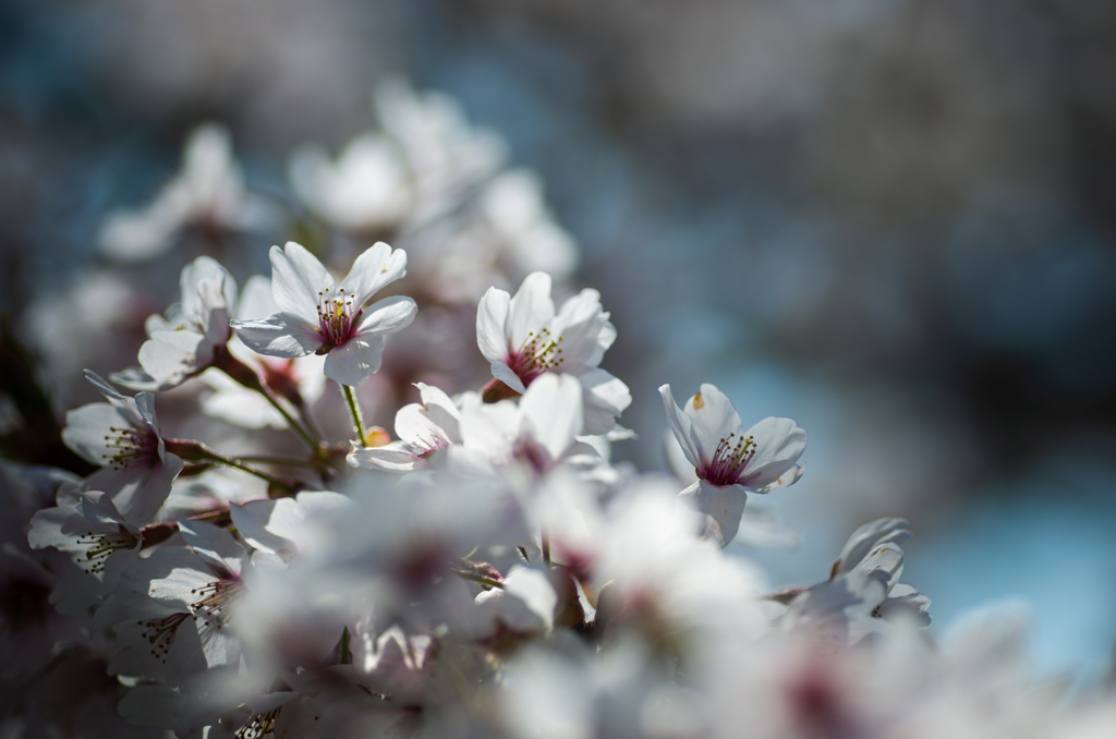 SAKURA