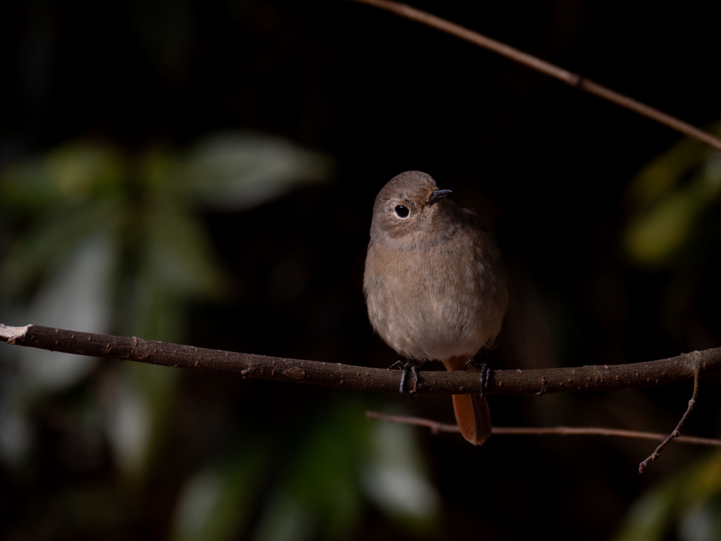 人はどうして鳥を撮る