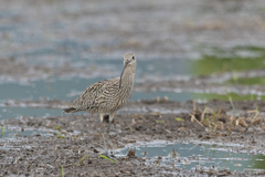 ホウロクシギ